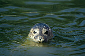 Seal looking out of the water, North Sea, Germany