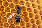 Honigbiene auf Waben eines Bienennestes, Nahaufnahme