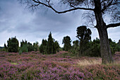 Trees and heather under clouded sky, Luneburg Heath, Lower Saxony, Germany, Europe