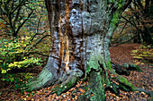 Bäume im Reinhardswald im Herbst, Hessen, Deutschland, Europa