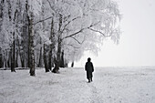 Trees under snow, Snegiri, Moscow region, Russia