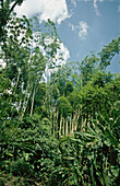 Banana trees and coffee plantation. Valle del Cauca. Colombia