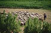 Flock, Castielfabib. Rincón de Ademuz, Valencia province, Comunidad Valenciana, Spain