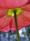 Underneath view of red poppy with bristled stem