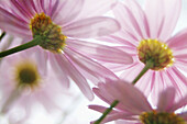 Pink Daisies with sunlight