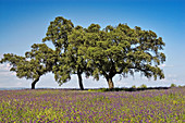 Wildflowers in Sierras Subbéticas natural park. Córdoba province, Andalusia. Spain