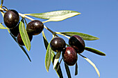 Olive branch in olive tree.