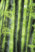 Beech wood, symphony in green: tall trees. Bavaria, Germany