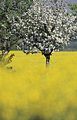 Apple tree in bloom in a rape field, colours of spring near Erlangen. Germany