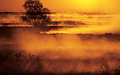 Early morning mist over the Biebrza river valley, Biebrza National Park. Poland