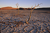 Dead trees in Sossusvlei dunes, Namib desert. Namibia