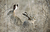 Hare (Lepus capensis europaeus) sitting in dry grass. Spring. National Park of the Lake of Neusiedel. Austria.