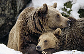Brown near (Ursus arctos). Mother and cub. Intimity, lying in front of their den. National Park Bavarian Forest. Germany.