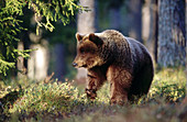 Brown bear (Ursus arctos). Spring. Midsummernight standing in the pine forest of Carelia near the Russian border. Finland.