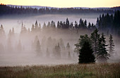 Pine forest, morning fog, sunrise. Raised bog. High moor. Knizeci Plane. Strictly protected area. National Park Sumava. Czech Republic.