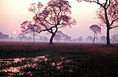 Water pond in dry pasture trees. Sunrise. Pantanal near Pocone. Mato Grosso. Brazil.