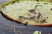 Victoria water lily (Victoria regia) and anaconda (Eunectes murinus). Water pond near Porto Joffre. Mato Grosso. Brazil.
