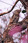 Common potoo (Nyctibius griseus) sleeping on a branch, camouflage. Pantanal near Pocone. Mato Grosso. Brazil.