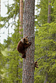 Brown Bear  (Ursos arctos), two cubs, climbing up a pine, Finland.