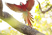 Green-winged Macaw (Ara chloroptera) flying in the canopy. Cerrado tropical savanna ecoregion, Piauí, Brazil
