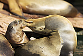 California sea lion (Zalophus californianus), mother with cub, snout contact, geste of tenderness, Zoo of Nuremberg. Germany