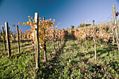 Vineyard in autumn