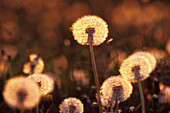 Dandelion before sunset