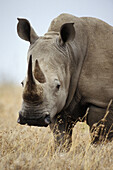 Portrait of a White Rhino at the Solio Camp in the Aberdare Mountains, Kenya
