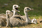 Greater Rhea (Rhea americana). The birds live naturally in South America, especially South Brasil, Argentina, Chile