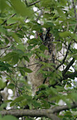Long-eared Owl (Asio otus), chick out of nest hidden in elm foliage