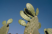 Prickly pears, Mexico