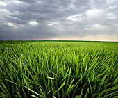 Rice field. Ebro river delta, Tarragona province. Catalonia, Spain