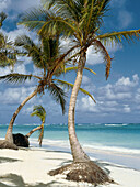 Coconut trees, Bavaro beach, Punta Cana, Dominican Republic, Greater Antilles, Latin America