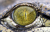 Eye of Spectacled Caiman (Caiman crocodilus)