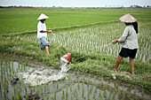 Irrigation system. Rice field. Hanoi. Vietnam.