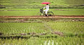 Woman on a bicycle in a ricefield. Hanoi. Vietnam.
