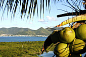 Ripening coconuts on a tree; view of St. Martin and harbour in the background