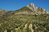 Algodonales. El Gastor. Lagalin mountain. Cádiz provincia, Andalusia. Spain