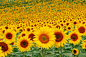 Sunflowers. Andalucia, Cadiz province. Spain