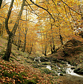 Altzania mounts. Gipuzkoa province. Euskadi. Spain.