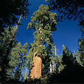 Sequoia. California. USA.