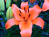 A beautiful Asiatic Lily flower