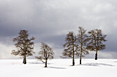 Six aspen trees stand bare in winter snow with a stormy sky above,San Juan Mountains, Colorado, USA.