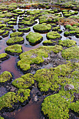 Peat bog in Isla Navarino near Cape Horn. Chile
