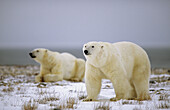 Two male polar bears on tundra (Ursus maritimus). Churchill, Manitoba, Canada