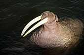 Portrait of a walrus in water (Odobenus rosmarus). Round Island, Alaska, USA