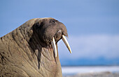 Atlantic walrus (Odobenus rosmarus), Prinz Karl Forland Island, Svalbard, Spitzbergen, Norway