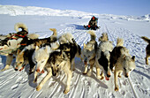 Dog sledge on Giant Kangia fjord, Disko bay, Greenland