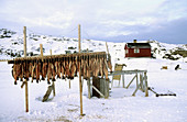 Halibut drying for personal consumption, Ilulissat, Disko bay, Greenland