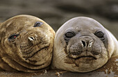 Juvenile southern elephant seals (Mirounga leonina), Kerguelen Island, sub-antarctic